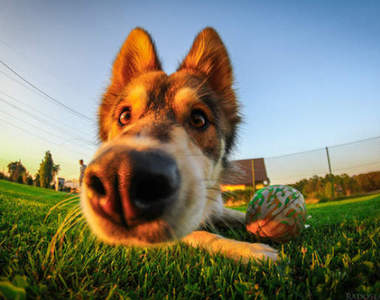 《狗鼻子》全世界的快樂喜悅好奇都在牠們濕漉漉的鼻頭上了( ´ᴥ`)