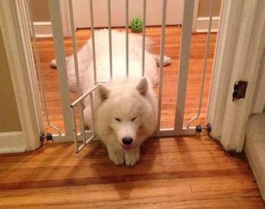 《逃脫失敗的狗狗們》我知道錯了～可以先救救我嗎（無辜）