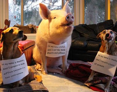 《被道歉的寵物們》對不起我吃了你的錢