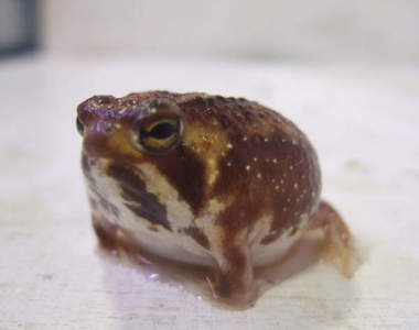 最療癒青蛙《饅頭蛙》不只外型可愛還有個更可愛的日本名？