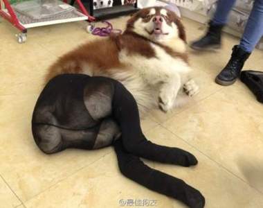 《狗狗穿絲襪》我承受不了這麼搞笑的性感誘惑www