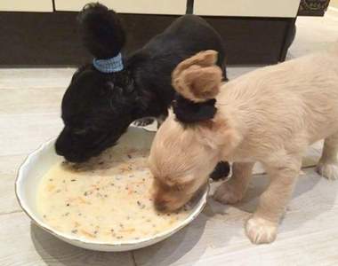 飼主的《聰明育寵術》只要有愛什麼都難不倒飼主