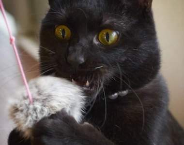 《如何將黑貓拍得很帥氣》一整團黑嚕嚕也能拍得很搞笑（？）