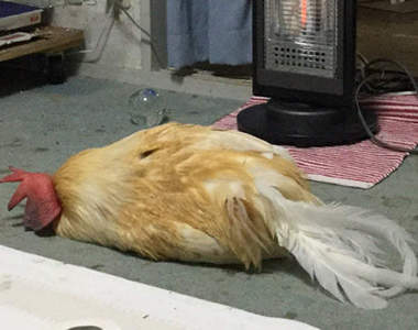 《昏倒在暖爐前的雞》小心躺久了變烤雞啊ww