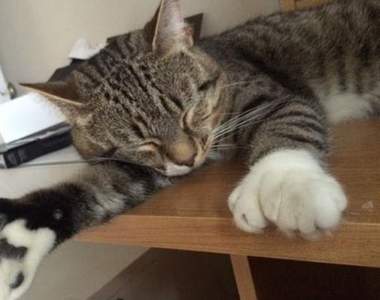 《大掌貓Phil》彷彿隨時隨地都戴著厚厚的白色毛手套❤