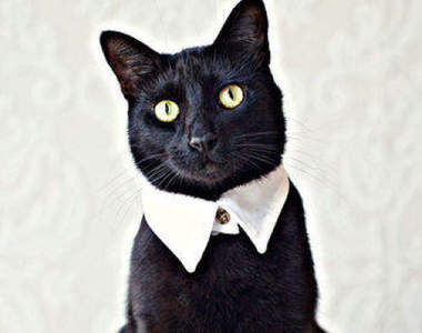 《DIY貓咪領口》自製領結項圈戴上去就變成高雅紳士貓囉♪