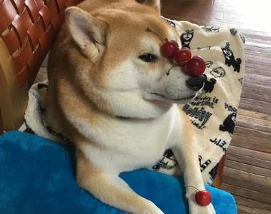 汪星人《柴犬Gaku頂功了得》無所不能頂(挺)
