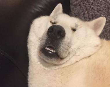 每天來點萌能量《狗狗的萌蠢瞬間》就是這些瞬間萌殺飼主的心