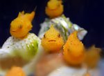 真魚版波妞《氣球魚》明明是魚卻不太會游泳(笑) 真魚版波妞《氣球魚》明明是魚卻不太會游泳(笑)