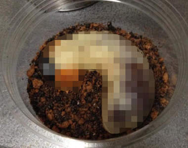 噁心注意《獨角仙幼蟲和菓子》混進一隻真的也看不出來……