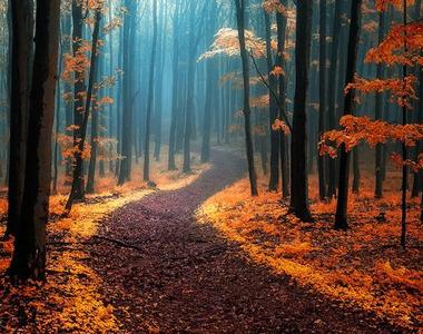 10座《神秘美森林》位在台灣的是哪一座？