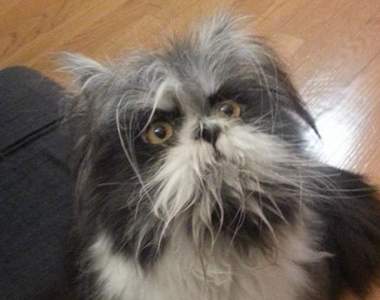 《這隻長毛寵物是貓還是狗？》日本網友提出來的動物才是真的難分辨吧ww