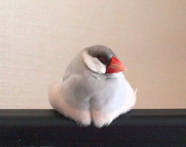 《電視機上取暖的文鳥》一種電視機突然變成三鳥牌的感覺www