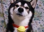 日本麥當勞《哆啦A夢的鈴鐺》柴犬篇 柴柴們好萌 日本麥當勞《哆啦A夢的鈴鐺》柴犬篇 柴柴們好萌