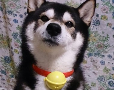 日本麥當勞《哆啦A夢的鈴鐺》柴犬篇 柴柴們好萌