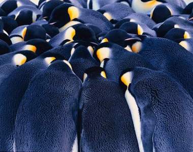 《國王企鵝的育兒集團》酷寒地帶的企鵝奶爸還真是難當啊～