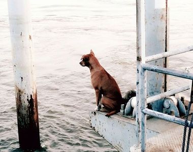 泰國版《忠犬小八》幸好最後有個快樂的結局