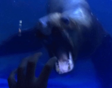 《海獅吃手》意外露出了嚇人的那一面...