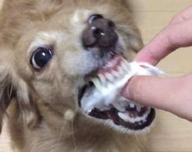 超可愛《毛小孩吃棉花糖》這前後表情也差太多了吧（融化）