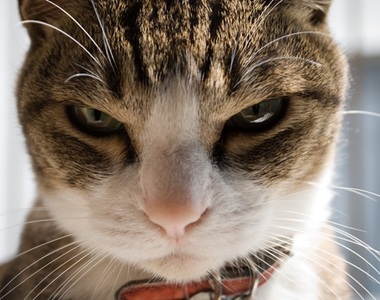 《貓咪按手》代表對自己有殺意？喵：膽敢曲解朕的美意( ΦὤΦ )