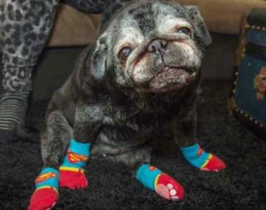 超愛穿襪子的《老狗Leia》只要穿上襪子就會露出天使般的笑容