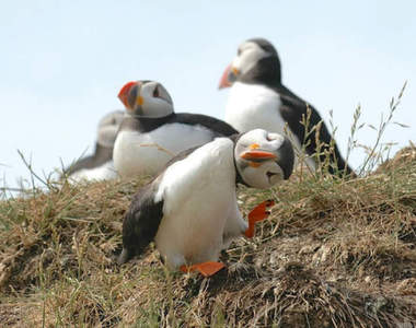 《喜劇野生動物攝影獎》大自然的幽默瞬間讓人忍俊不住啊ww