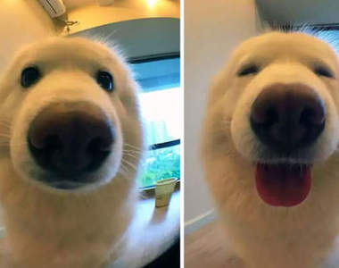 寵物被叫「乖孩子」之後的反應　可不是大家都很習慣被稱讚的...