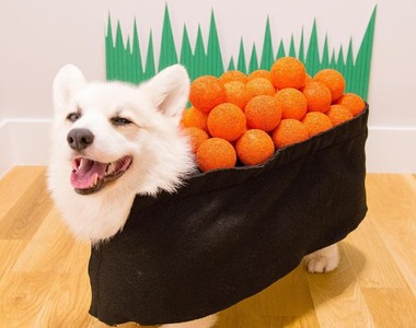 只有萌沒有美味的《柯基壽司》吃了這壽司也會跟你一樣變短腿嗎ww