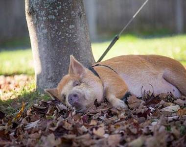 《到底是豬還是狗》沙發馬鈴薯情侶把迷你豬養成了...