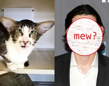 《動物vs明星 相似顏》這謎之相似度究竟是誰的惡作劇