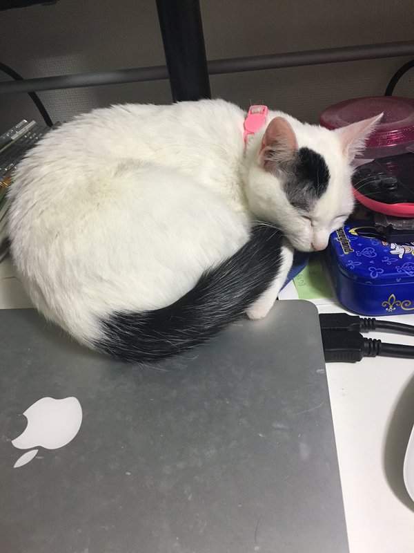 《喵星人罷工》貓咪的工作不就是吃飯睡覺賣個萌嗎？ - 圖片10