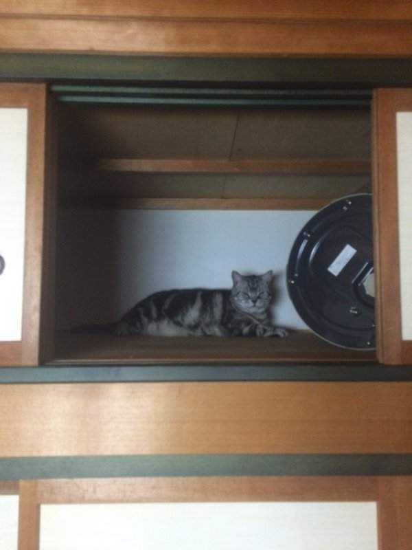 《喵星人罷工》貓咪的工作不就是吃飯睡覺賣個萌嗎？ - 圖片8