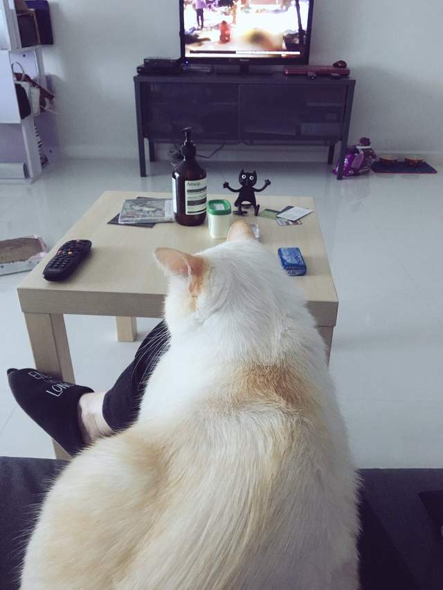 《喵星人罷工》貓咪的工作不就是吃飯睡覺賣個萌嗎？ - 圖片7