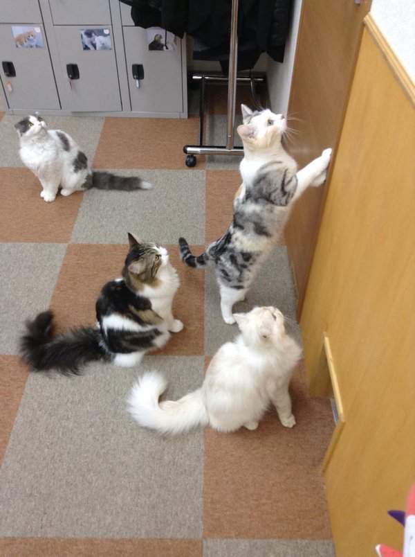 《喵星人罷工》貓咪的工作不就是吃飯睡覺賣個萌嗎？ - 圖片3