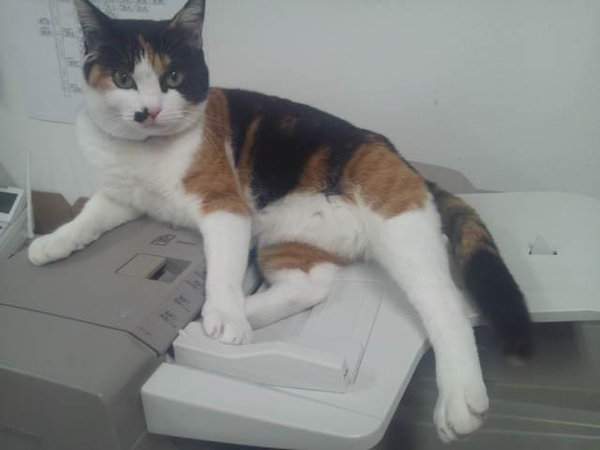 《喵星人罷工》貓咪的工作不就是吃飯睡覺賣個萌嗎？ - 圖片5