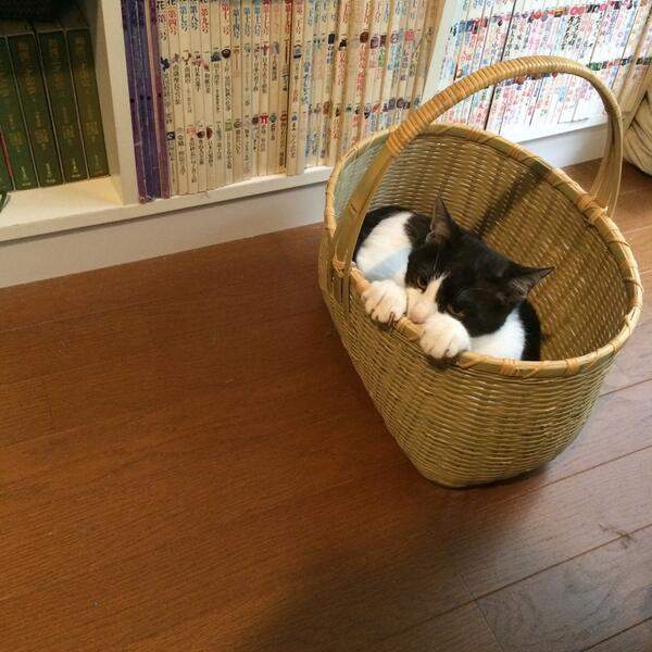 《喵星人罷工》貓咪的工作不就是吃飯睡覺賣個萌嗎？ - 圖片6