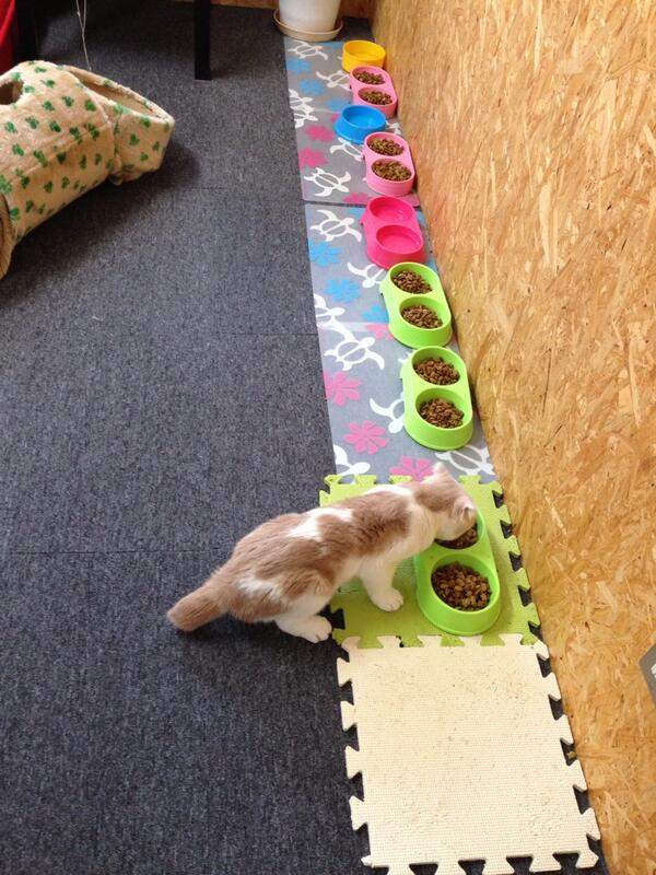 《喵星人罷工》貓咪的工作不就是吃飯睡覺賣個萌嗎？ - 圖片4