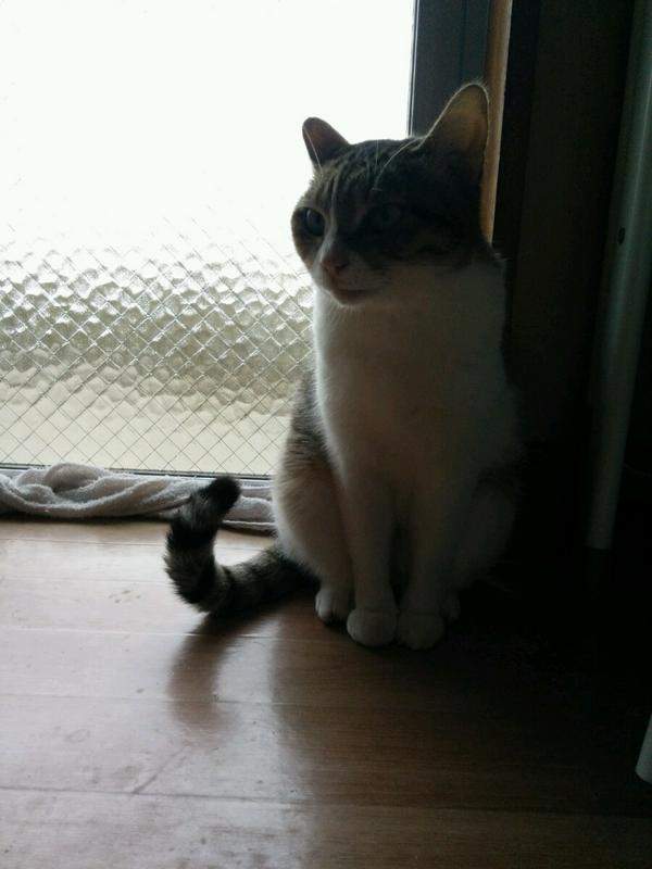 《喵星人罷工》貓咪的工作不就是吃飯睡覺賣個萌嗎？ - 圖片9