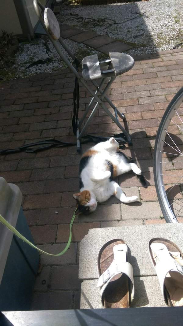 《喵星人罷工》貓咪的工作不就是吃飯睡覺賣個萌嗎？ - 圖片11