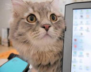 眼神超萌《礙事貓》該不會除了想玩還想要人家誇牠們可愛吧（心動）