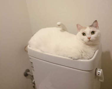 《熱愛馬桶的貓咪》老大~那可不是浴缸啊(汗)