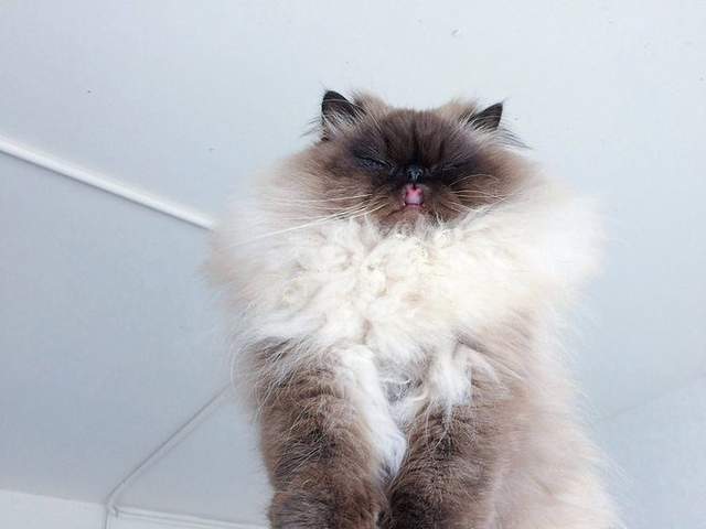 前田敦子當評審《日本夏季美貓殿下大賽》凡人們還不快來膜拜朕(ΦωΦ) - 圖片6 前田敦子當評審《日本夏季美貓殿下大賽》凡人們還不快來膜拜朕(ΦωΦ) - 圖片6