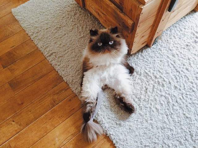 前田敦子當評審《日本夏季美貓殿下大賽》凡人們還不快來膜拜朕(ΦωΦ) - 圖片7 前田敦子當評審《日本夏季美貓殿下大賽》凡人們還不快來膜拜朕(ΦωΦ) - 圖片7