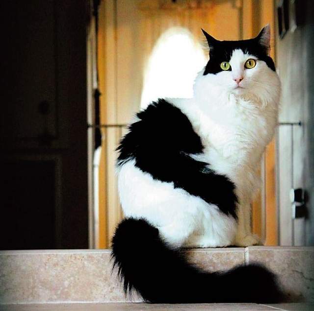 前田敦子當評審《日本夏季美貓殿下大賽》凡人們還不快來膜拜朕(ΦωΦ) - 圖片9 前田敦子當評審《日本夏季美貓殿下大賽》凡人們還不快來膜拜朕(ΦωΦ) - 圖片9