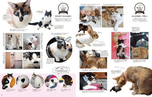 前田敦子當評審《日本夏季美貓殿下大賽》凡人們還不快來膜拜朕(ΦωΦ) - 圖片3 前田敦子當評審《日本夏季美貓殿下大賽》凡人們還不快來膜拜朕(ΦωΦ) - 圖片3