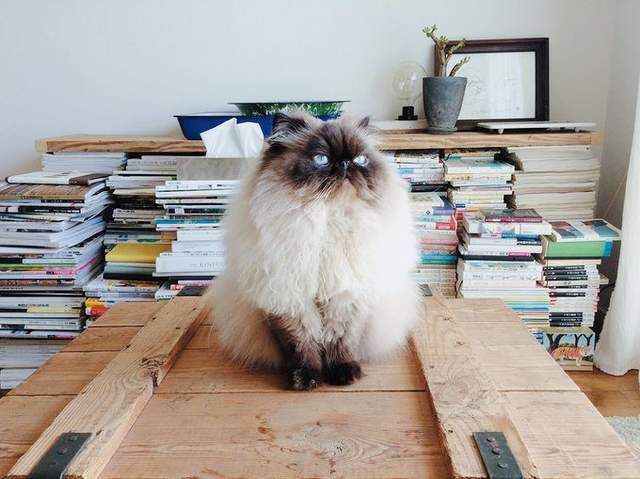 前田敦子當評審《日本夏季美貓殿下大賽》凡人們還不快來膜拜朕(ΦωΦ) - 圖片5 前田敦子當評審《日本夏季美貓殿下大賽》凡人們還不快來膜拜朕(ΦωΦ) - 圖片5