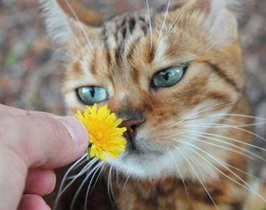前田敦子當評審《日本夏季美貓殿下大賽》凡人們還不快來膜拜朕(ΦωΦ)