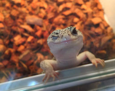 《豹紋壁虎的萌殺笑顏》眨眼吐舌的俏皮表情竟然都難不倒牠♥