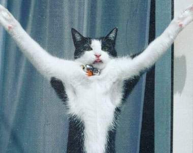 《貓的紗窗控》趴兔 聽說最近常會有巨型喵守宮在家中出沒哦