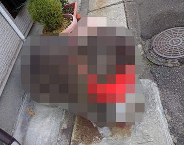 爆紅觀光景點《不知道是狗還是羊的石像》不能取個正式一點的名字嗎？